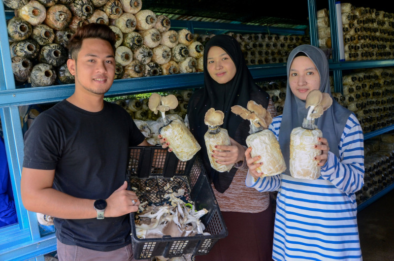 Siblings make almost RM10,000 per month from mushroom farming