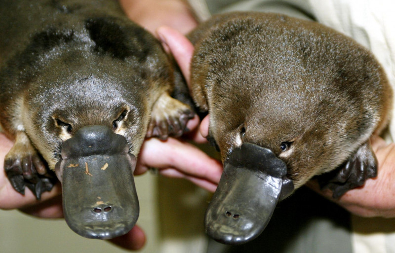 Australia’s ‘irreplaceable’ platypus threatened by dams: study