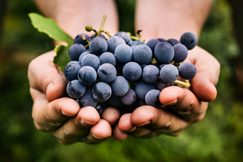 Try a grape cleanse for a natural way to detox
