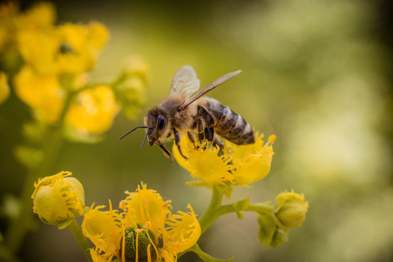 Bees shown to ‘count’ from left to right for first time