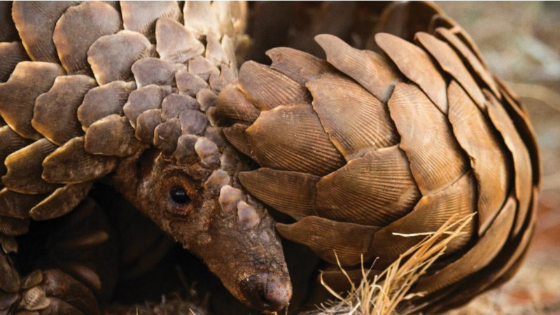 World Wildlife Day: Commonly confused pairs of animals and how to tell them apart