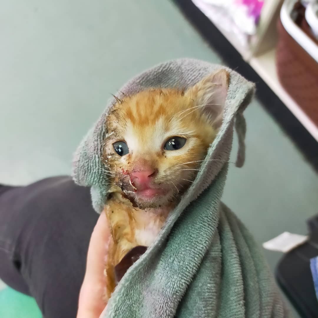 Tiny Coconut's right hand side was completely covered in a powerful adhesive. – Pic courtesy of Kayleigh Harris