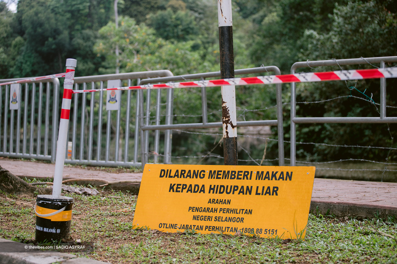 A sign by Selangor Perhilitan prohibiting the public from feeding wildlife, seen near D’Rimba Apartment in Kota Damansara. – SADIQ ASYRAF/The Vibes pic, April 24, 2021