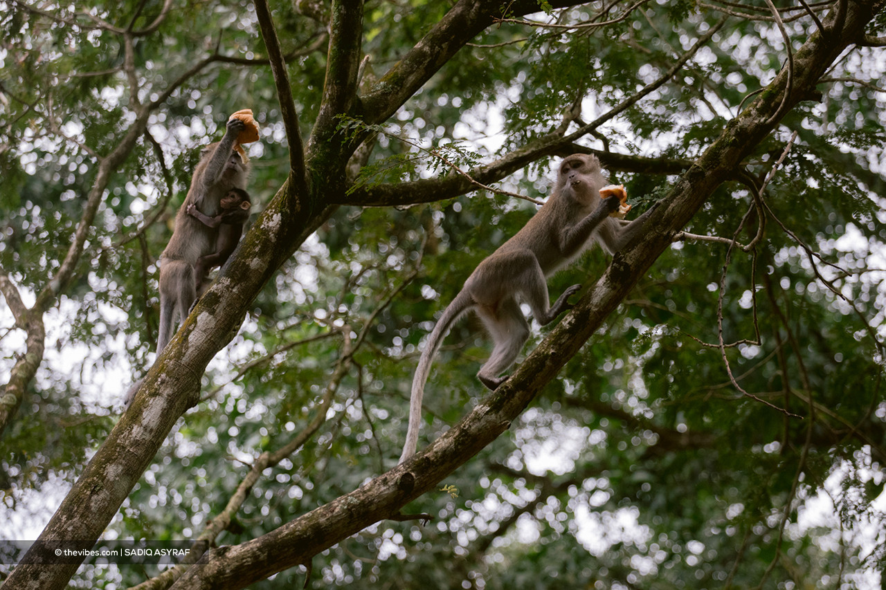 The Selangor Perhilitan director says personnel are authorised to kill ‘alpha-sized’ monkeys to prevent the risk of these creatures harming people, especially kids. – SADIQ ASYRAF/The Vibes pic, April 24, 2021