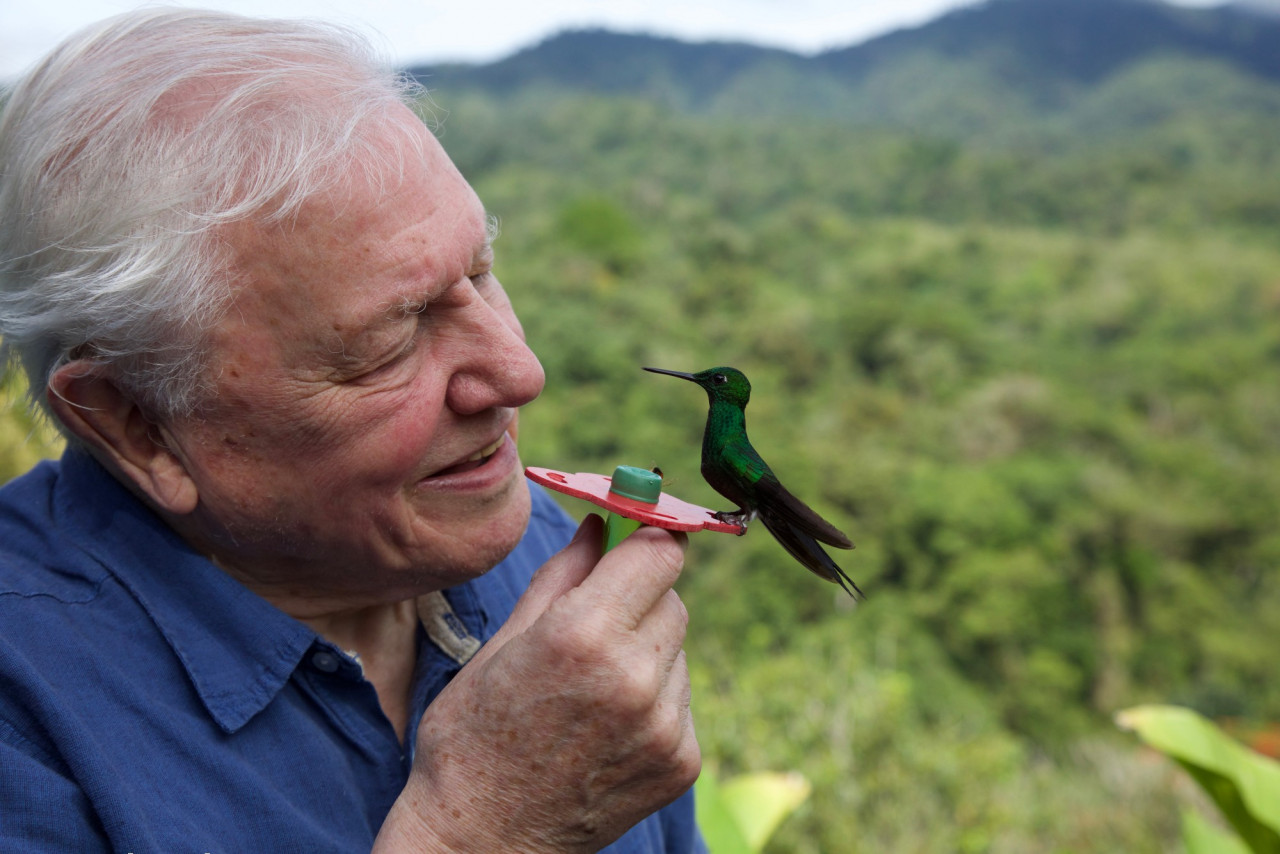 'Life in Colour with David Attenborough'. – Netflix pic