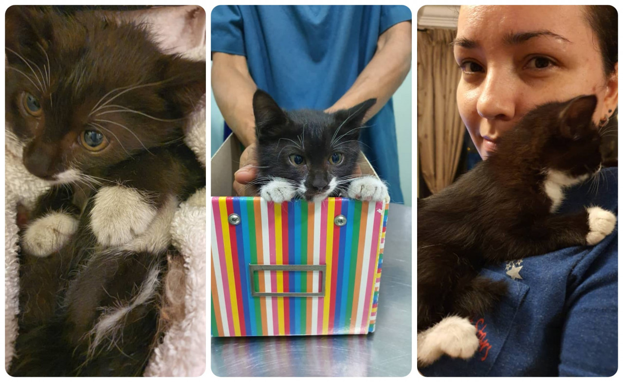(From left)  Hannah and Liliana took the traumatised kitten straight to the vet. (2) The vet gave Lola a clean bill of health. (3) Lola (with Liliana) is so grateful to be rescued. – Pix courtesy of  Hannah Nawi and Liliana Martinez