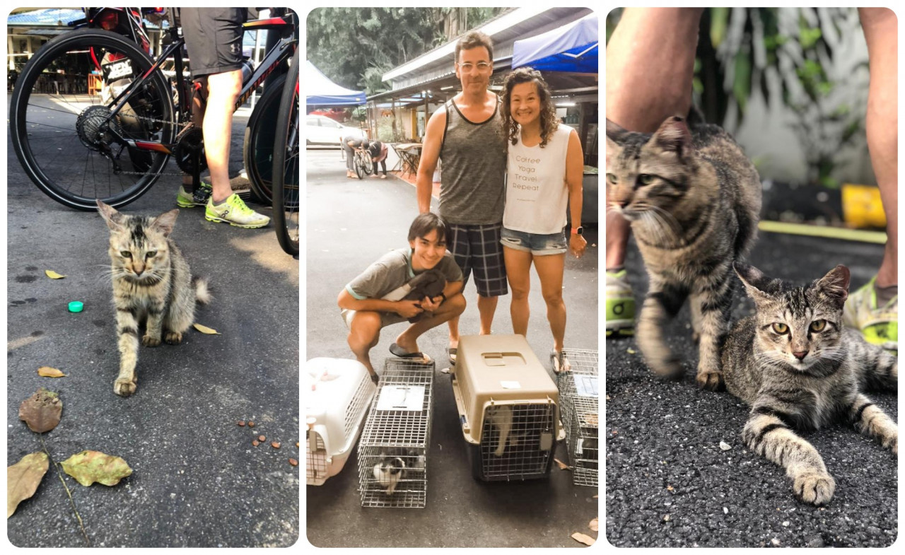 (From left)  Arriving at the cafe, Jacqueline found some very sick cats. (2) Tobi, Tim and Jacqueline returned to take more cats to the vet. (3)  After treating them at the vet, Jacqueline returned the cats to the cafe. – Pix courtesy of Jacqueline Wong