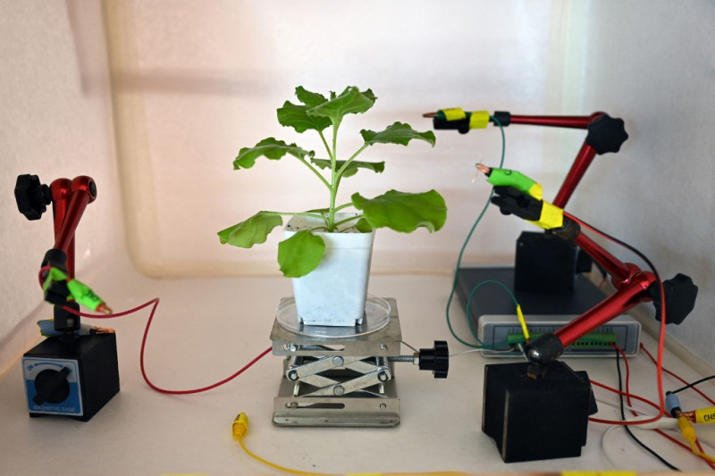 Rise of the 'robo-plants', as scientists fuse nature with tech