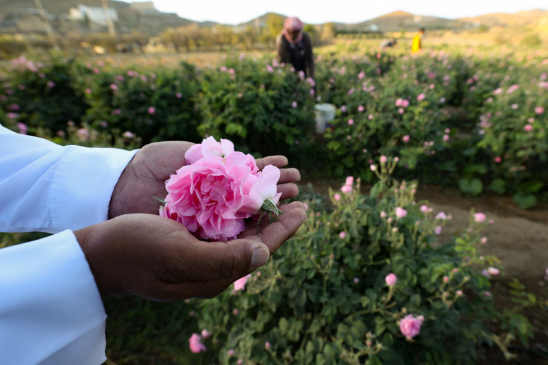 Saudi Arabia's city of roses blooms in Ramadan