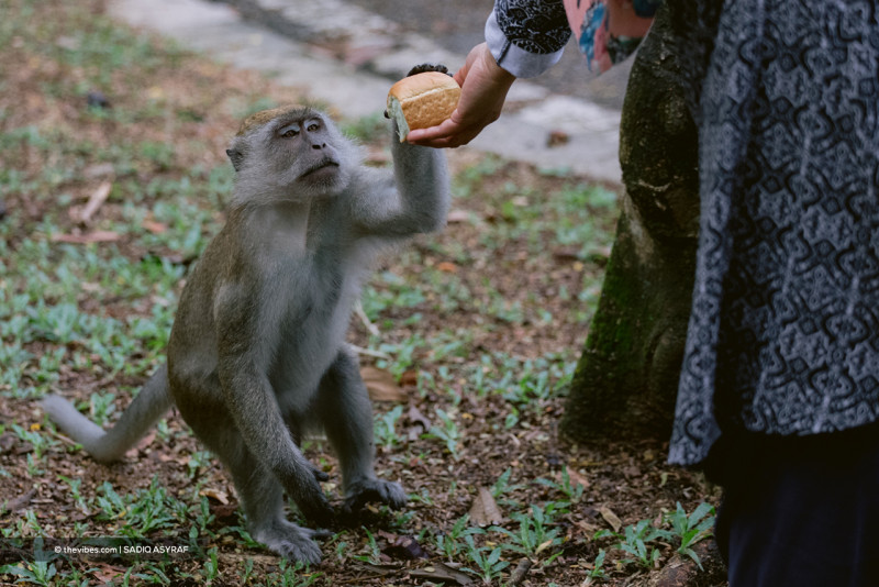 Monkey menace or heartless humans? Kota Damansara resident urges mercy