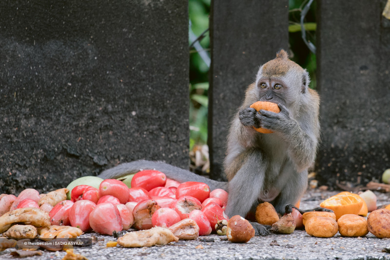 Hunt on for macaque that attacked jogger at Taiping Lake Gardens