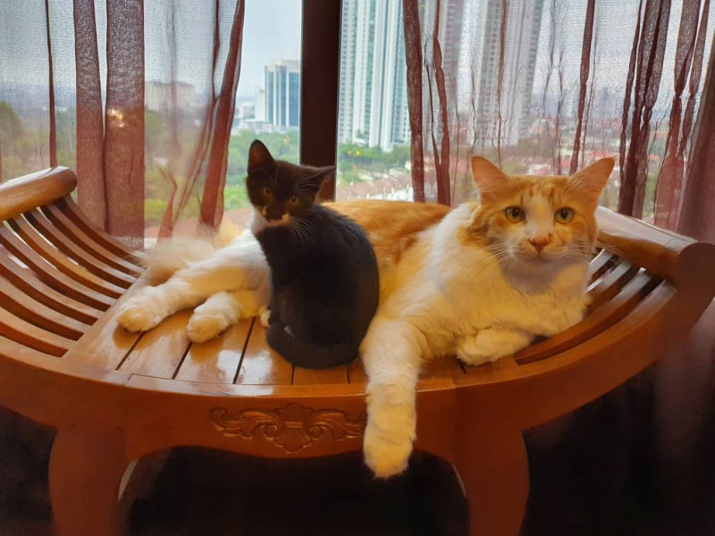 How to save an animal’s life without disrupting your own
