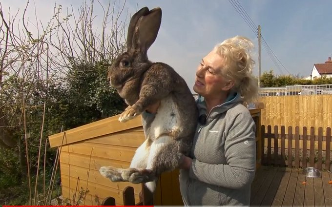 UK police hunt for thieves who stole world's biggest rabbit