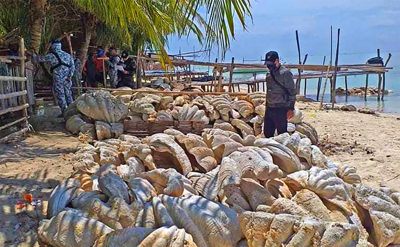 US$25 mil giant clam shells seized in Philippines