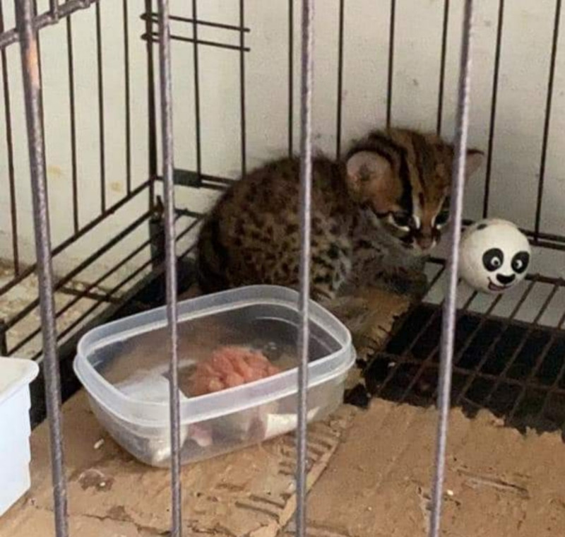 Injured wildcat rescued by kindhearted duo 