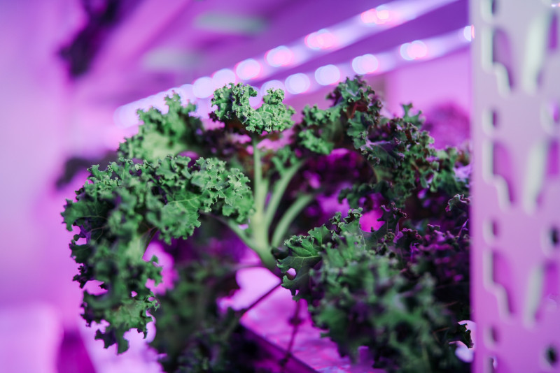 Sustenir Agriculture unveils locally grown kale, specially calibrated for the Asian palate