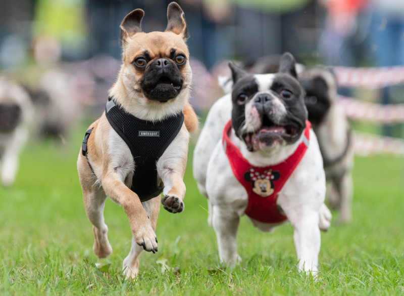 Suspects face attempted murder counts in Lady Gaga bulldog heist