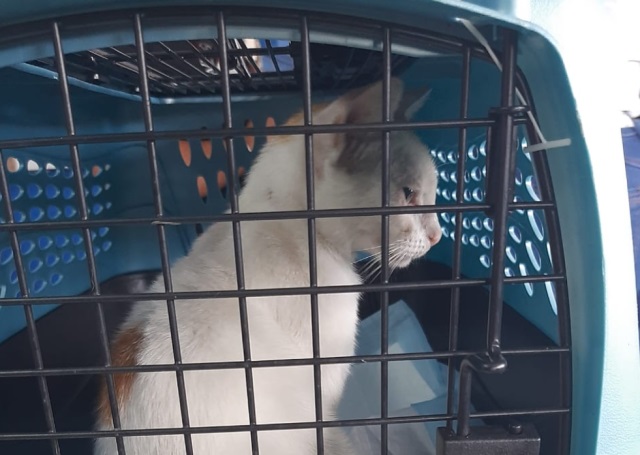 Drug-smuggling cat caught in the act by Panama prison officials