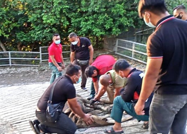 Man surrenders 190kg sambar deer kept in captivity