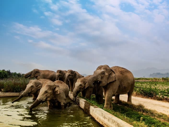 A herd of elephants in Xishuangbanna on April 7. – Zheng Xuan/State-Owned Asian Elephant Research Centre pic