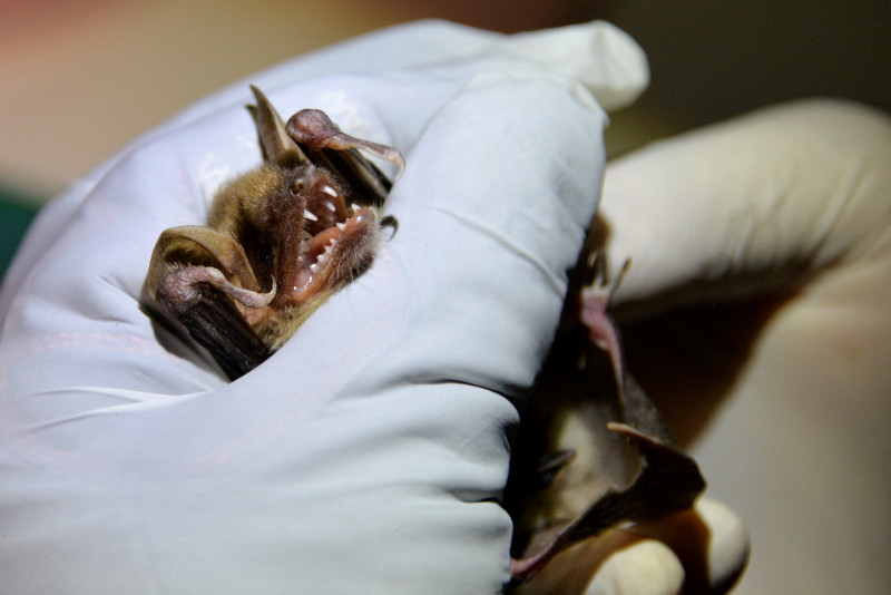 Could bats hold the secret to healthy ageing?