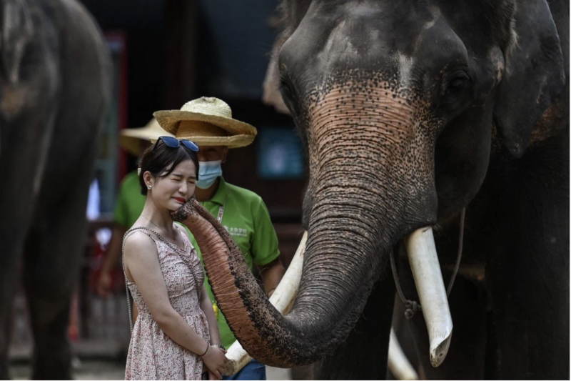 China villagers learn to live with elephant in the room