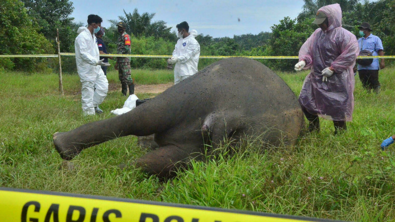 Indonesia arrests 5 in decapitated elephant case