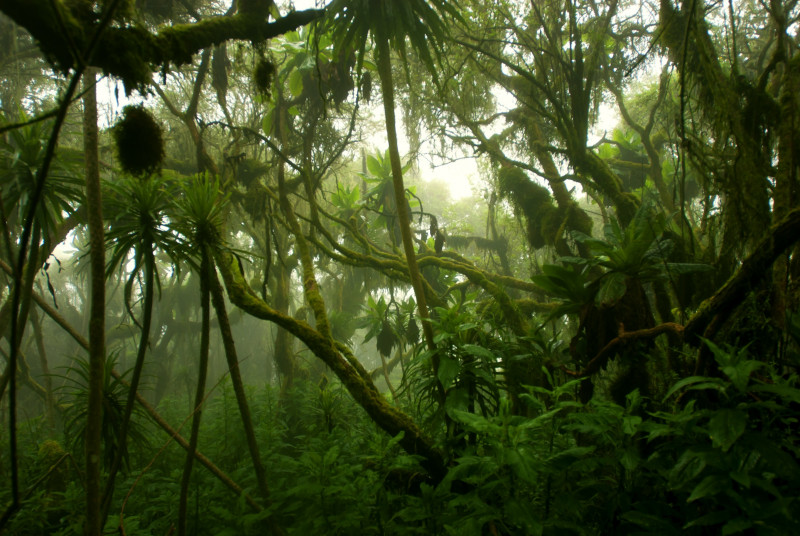 A third of global tree species threatened with extinction