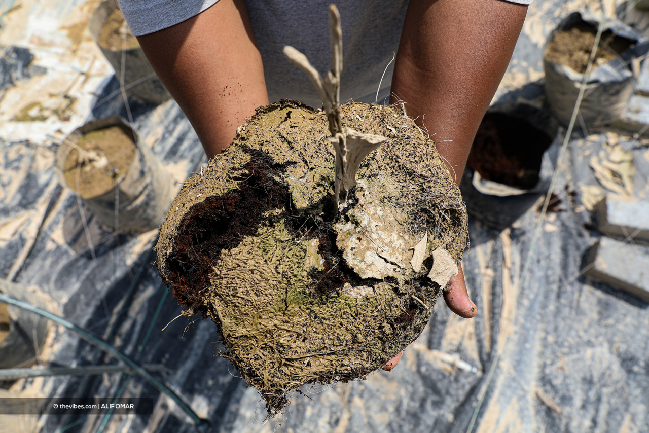 Abe Mat shows his ruined chilli crops, as his hope of harvesting his chillies at the end of January was swept away by the massive flood in Dengkil. – ALIF OMAR/The Vibes pic, December 30, 2021