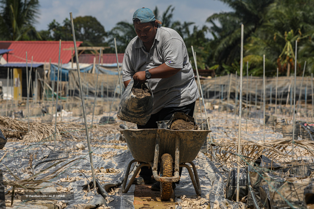 Abe Mat hopes the government will aid him and his fellow farmers who have lost their crops in getting back on their feet. – ALIF OMAR/The Vibes pic, December 30, 2021