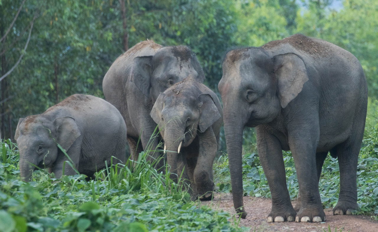 Bornean elephants continuously face numerous threats to their existence, such as those arising from human-elephant conflict and poachers, whose snares intended for smaller animals trap the elephants instead. – Pic courtesy of Shavez Cheema, August 12, 2022