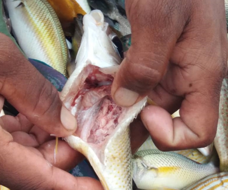 Damaged internal organs are an indication that a fish is caught using the bombing method. – JUNAIDI LADJANA/The Vibes pic, March 1, 2021