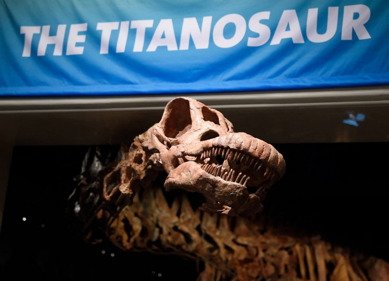 Argentine titanosaur may be oldest yet: study
