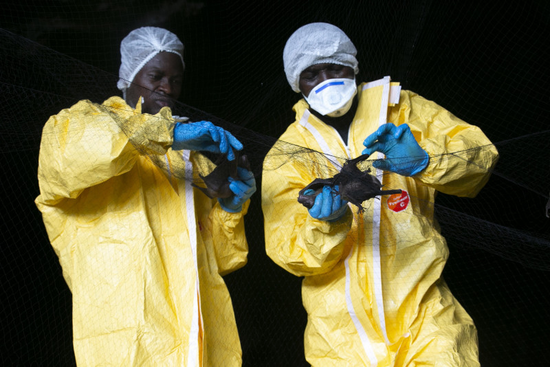 Climate change may have had ‘key role’ in pandemic: study