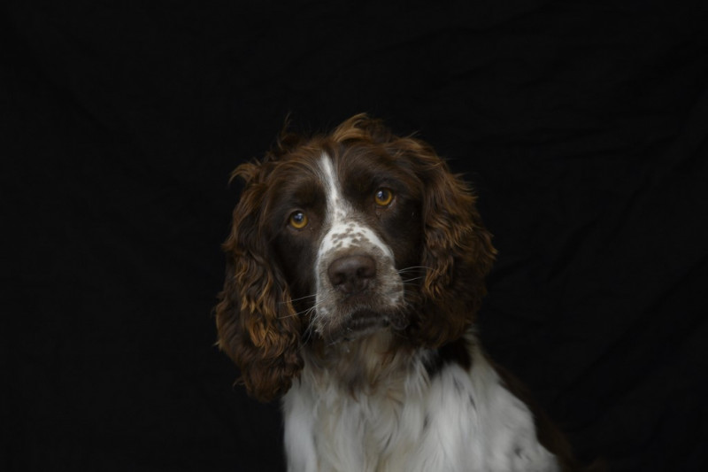 Pandemic pet demand blamed for surge in UK dog thefts