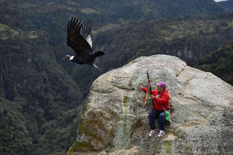 Scientists and indigenous people unite to save Colombian condor