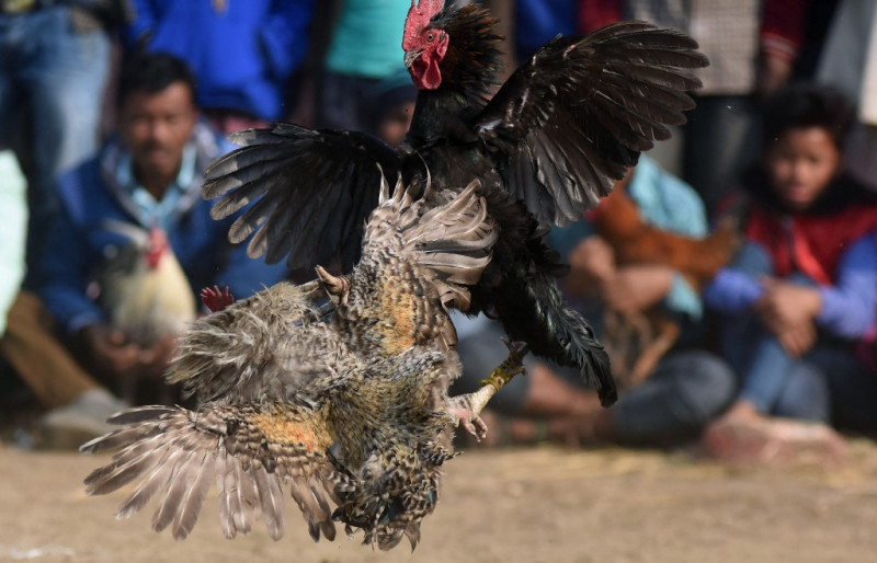 Indian rooster kills owner with cockfight blade