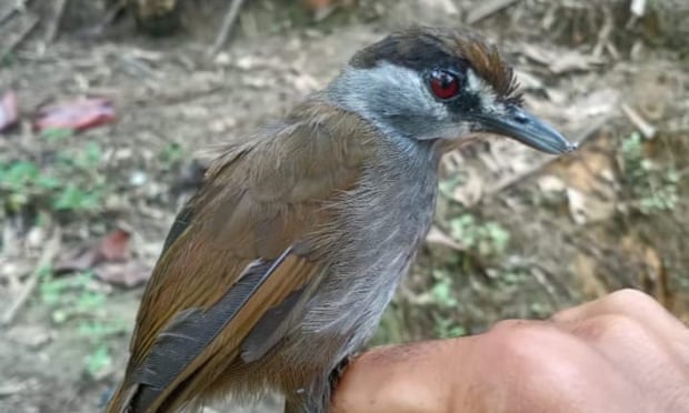 It's alive! Black-browed Babbler emerges after 170 years