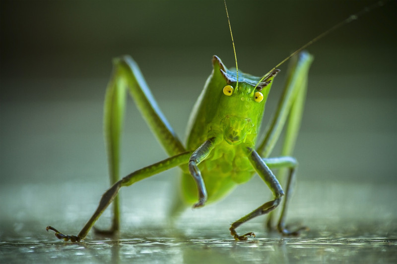 Roadsides too noisy for birds to think, crickets to mate