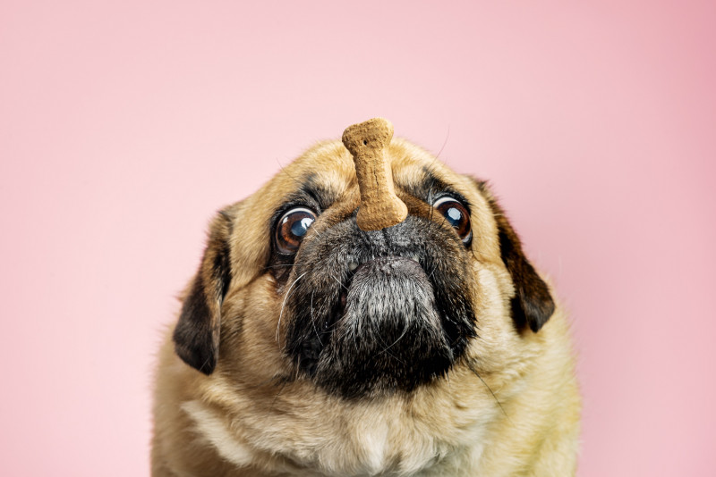 Seoul launches Covid tests for pets