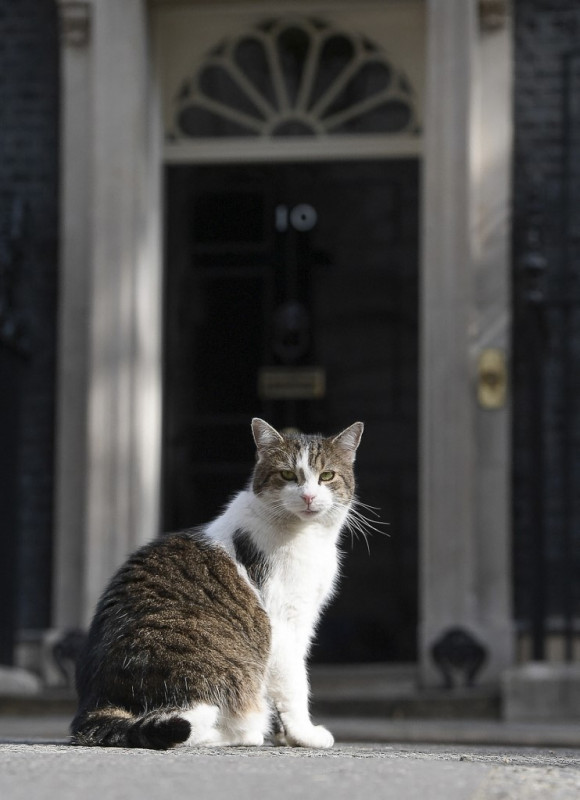 Larry the Cat marks 10 years' ruling Downing Street roost