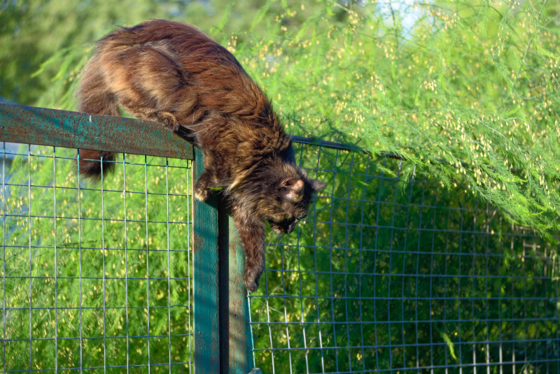 How can you encourage your cat to kill less wildlife? 