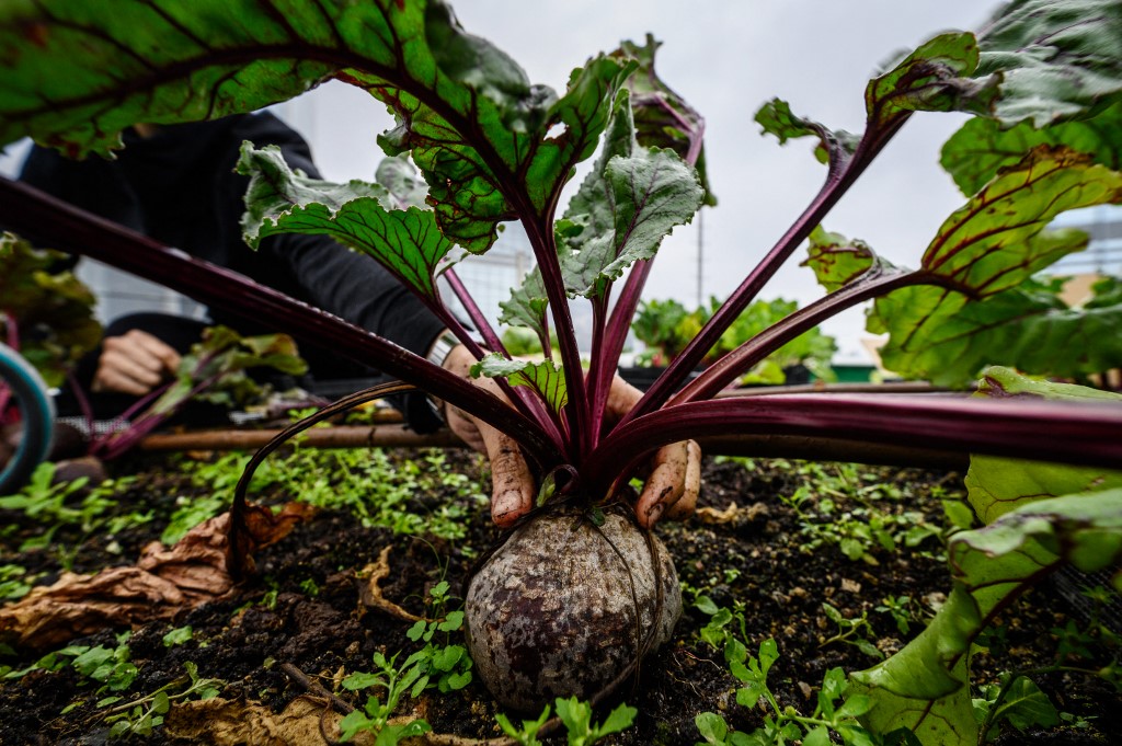 A Rooftop Republic urban farmer harvests beetroots and other vegetables grown on a rooftop farm at the top of the 150m-tall Bank of America tower in Hong Kong. – AFP pic