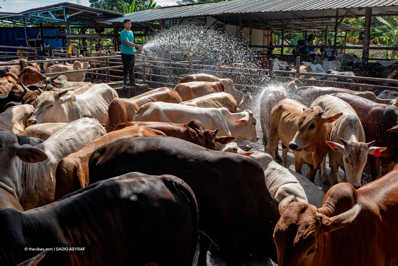 Livestock being prepared for slaughter. – SADIQ ASYRAF/The Vibes pic, July 19, 2021