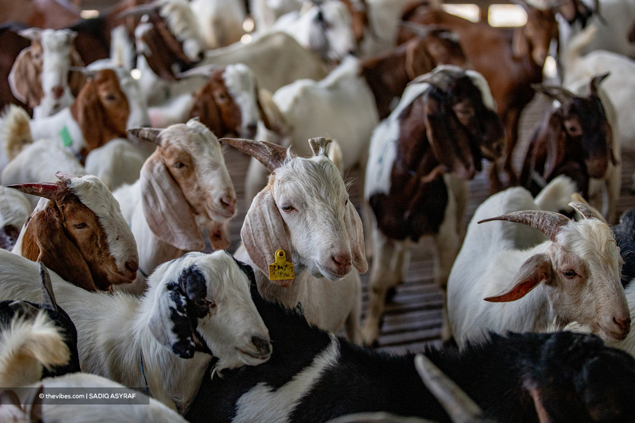 Goats in their barn in Kg Lombong. – SADIQ ASYRAF/The Vibes pic, July 19, 2021