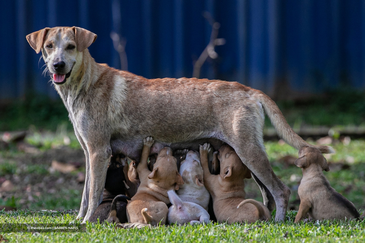 The respondents submit that DBKK is not enforcing the laws set out under the Animal Welfare Enactment 2015, as it is not enforcing the neutering of stray dogs. – The Vibes file pic, July 23, 2022