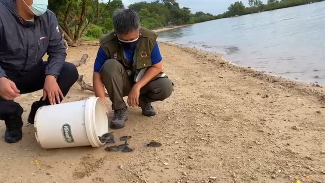 Alexander Yee releasing turtle hatchlings into the sea on Libaran Island shoreline. – Pic courtesy of Foster 