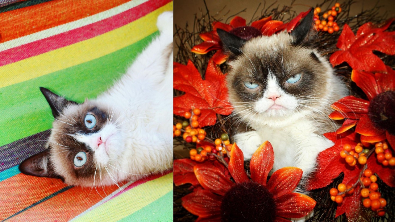 ‘Grumpy Cat’ or more affectionately called Tardar Sauce. – Instagram/@realgrumpycat pic.
