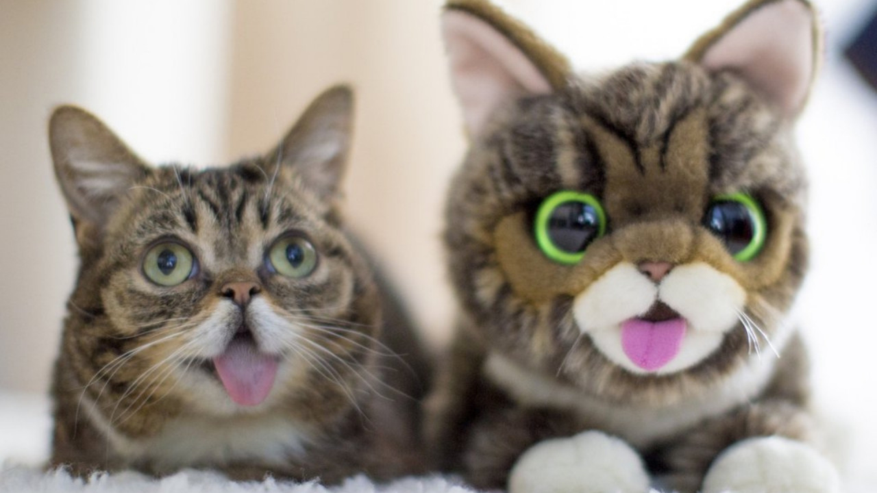 Lil Bub pictured together with a soft toy that looks like her. – Instagram/@iamlilbub pic