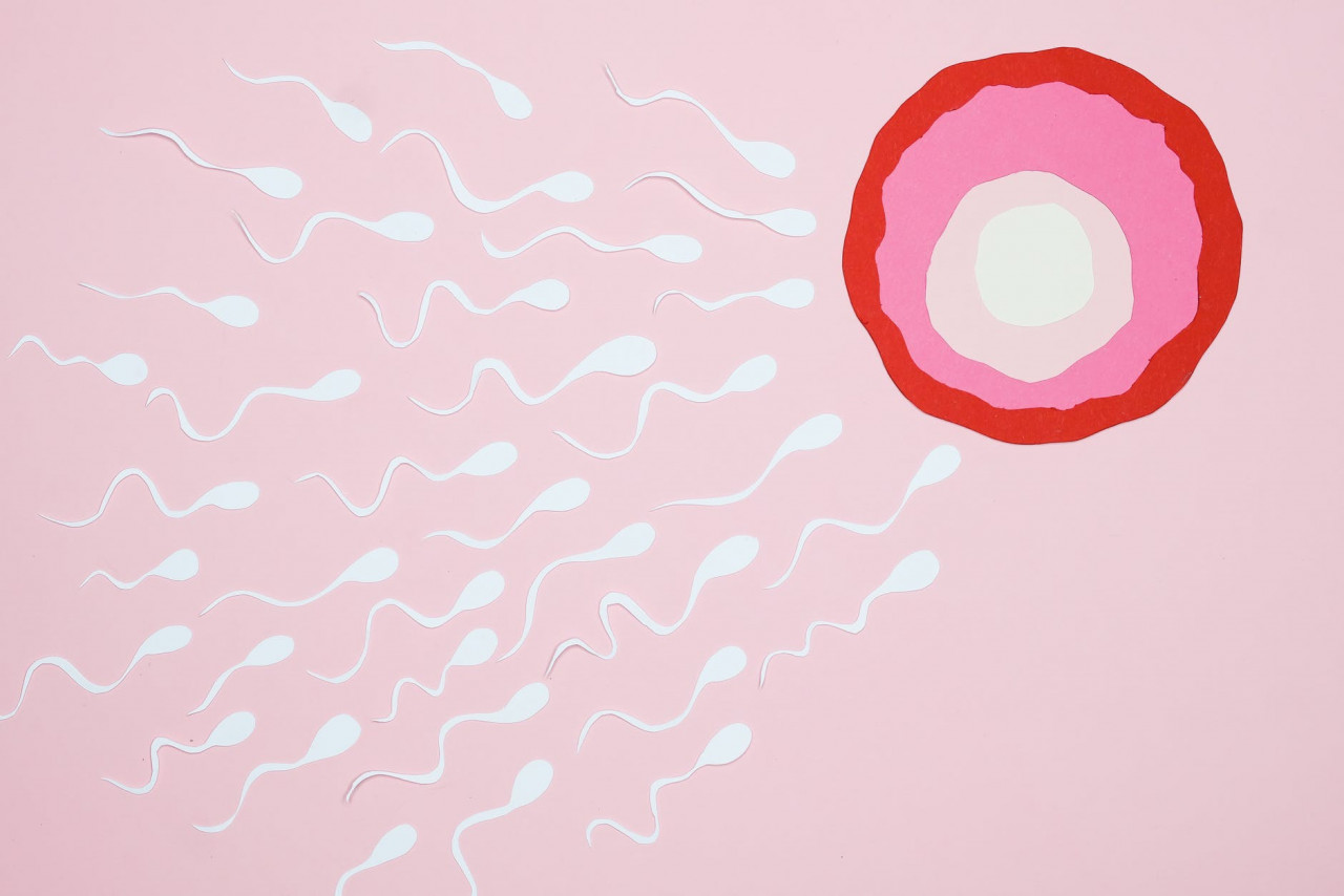 Dr Natasha says the three major vaccines that are currently being administered have not had any reports of immediate effects so far on the quality of the eggs and sperm of couples looking to conceive. – Pexels pic